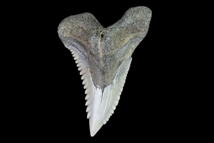 Hemipristis Shark Tooth Fossil - Virginia #96709